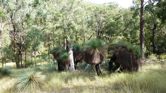 Grass Tree - Xanthorrhoea - mini forest